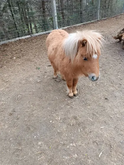 Mini Shetland Pony