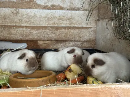 Glatthaar California Meerschweinchen schoko