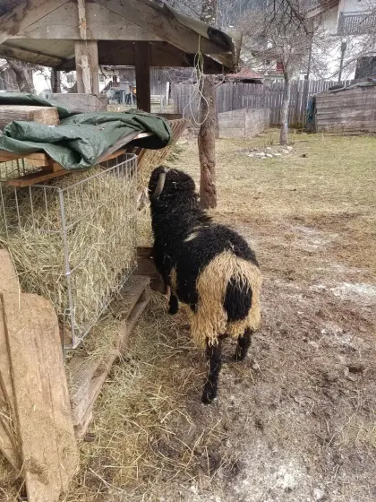 Kugelscheckwidder mit Hörnern
