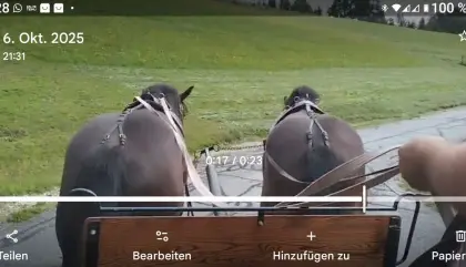 Noriker Gespann ein- und zweispännig