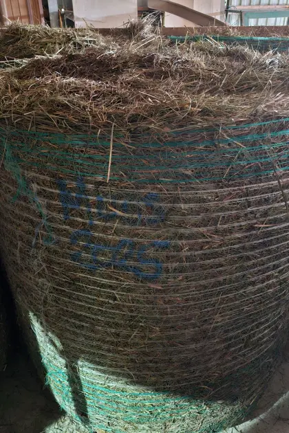 Verkaufe Moostreuballen aus Naturschutzflächen