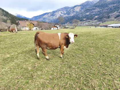 Trächtige Fleckvieh Kalbinnen Bio