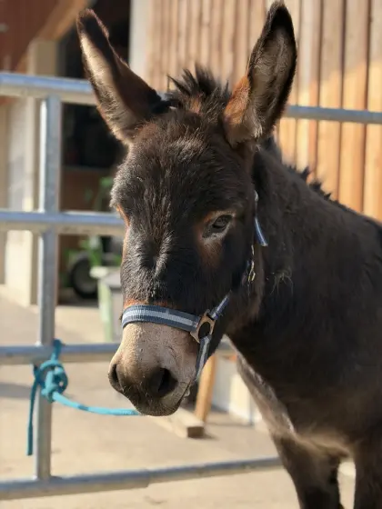 Esel Wallach 4 Jahre