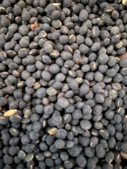 Bio Austria Dinkel, Sommerwicke