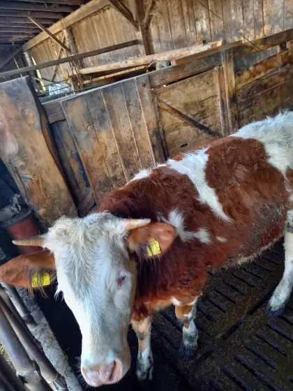 Fleckviehjungkalbinnen