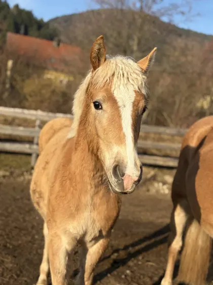 Haflinger Jährlingsstute