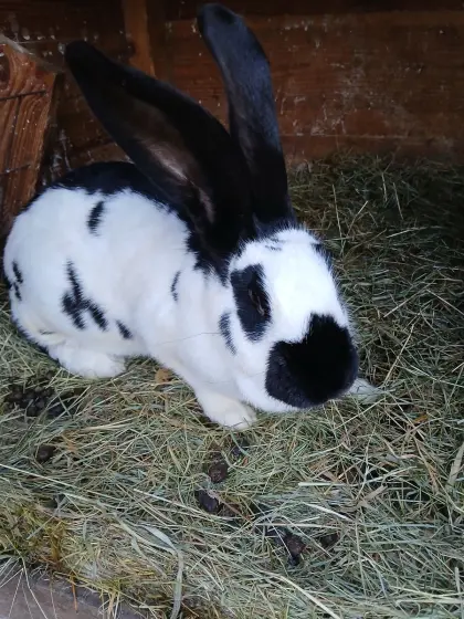 Deutsche Riesenschecken-Häsin