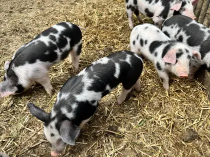 Bunte Bentheimer Ferkel