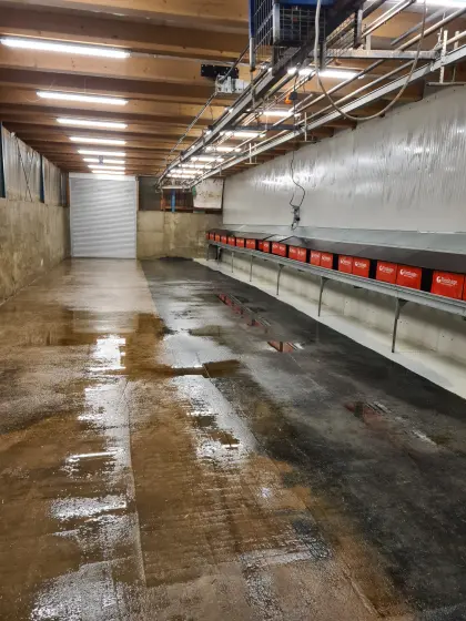 Legehennen-Aufstallung