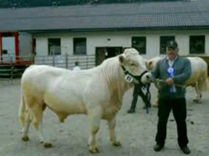 Bio Charolais Stiere