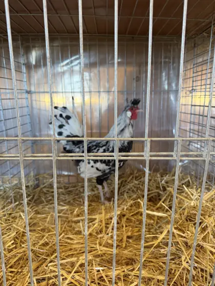 Appenzeller Spitzhauben