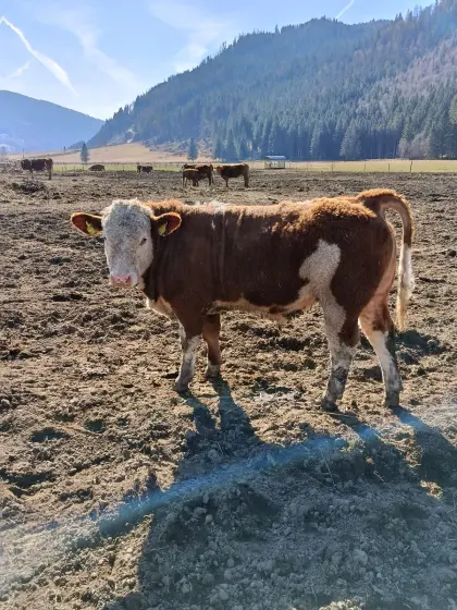 BIO FV-FLEISCH Jungstier