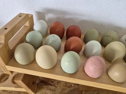 Küken Barnevelder, Marans und Buntleger, Bruteier