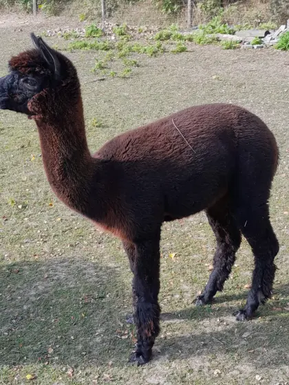 Alpaka Junghengst
