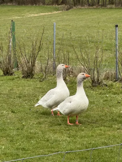 Französische Weidegänse