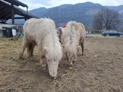 Minishetty Hengstjährlinge