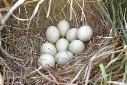 Fasanen Bruteier, Ringfasan, Jagdfasan