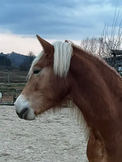 Haflinger Hengst