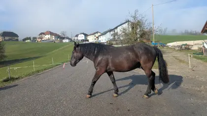 3-jähriger Noriker-Wallach