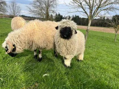 Walliser Schwarznasenschaf Jungwidder Bock