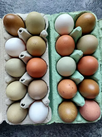 Olivleger Buntleger Bruteier