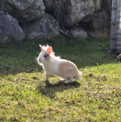 2 Monate altes Zwergkaninchen zu verkaufen