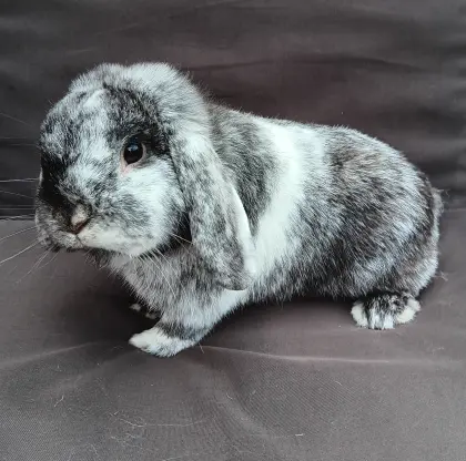 Zwergwidder Rammler rhönfarbig