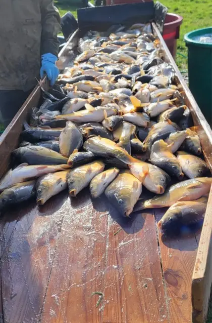 Karpfen K2, Strecker, 550 Stk.