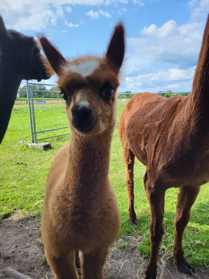 Alpaka Junghengst