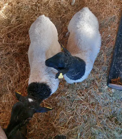 Dorperböcke zur Zucht