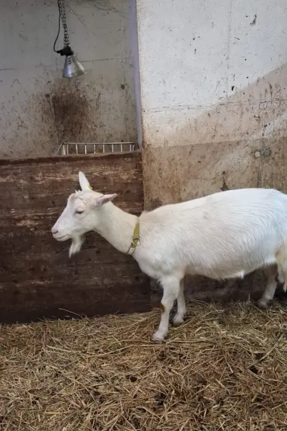 Saaneziege mit weiblichem Kitz