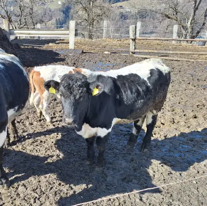 Schwarze Pinzgauer Bio