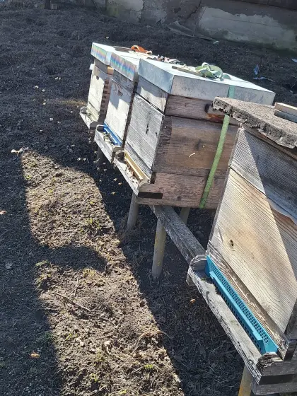 Bio-Bienenvölker Carnica