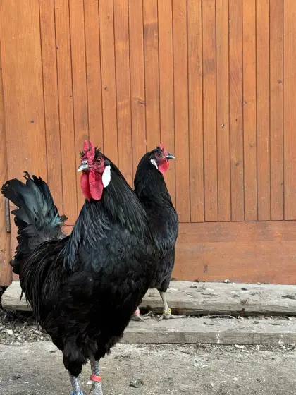 Bruteier, Große La Flèche, Weißenteufel