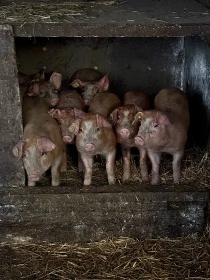 Verkaufe Kreuzungsferkel