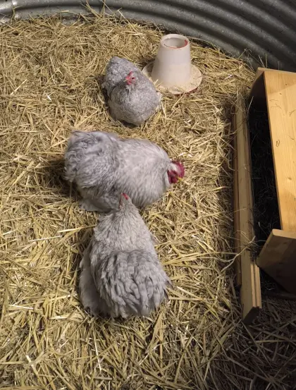 Bruteier Zwerg-Cochin