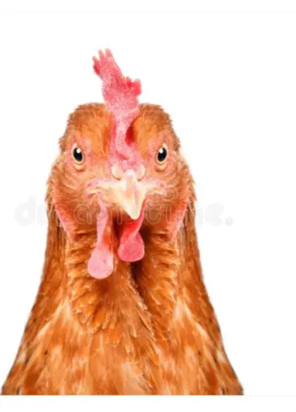 Alte Hühner zu verschenken