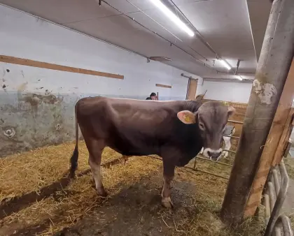 Brown Swiss Stier