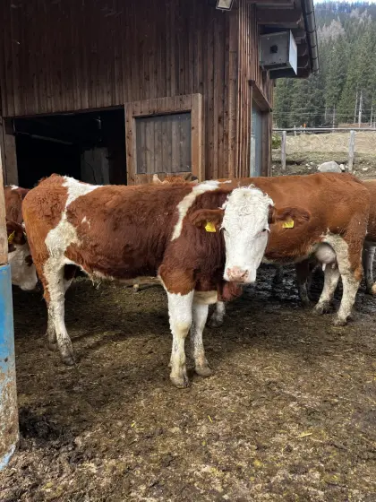 Bio Fleckvieh Fleisch Jungkalbin