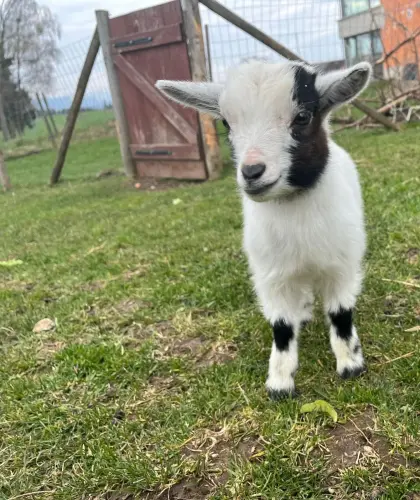 Zwergziegen 3x Weiberl