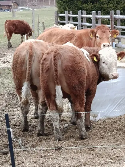 BIO FV-FLEISCH Jungstiere