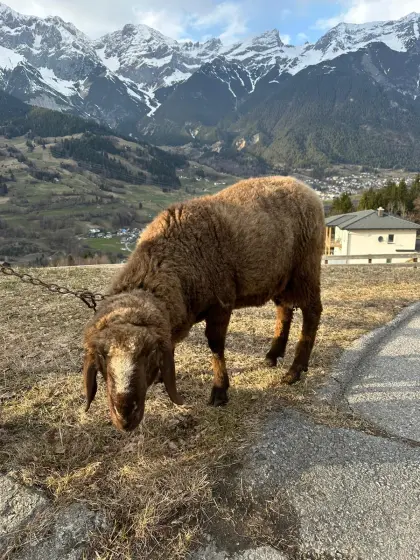Brauner Bergschafwidder