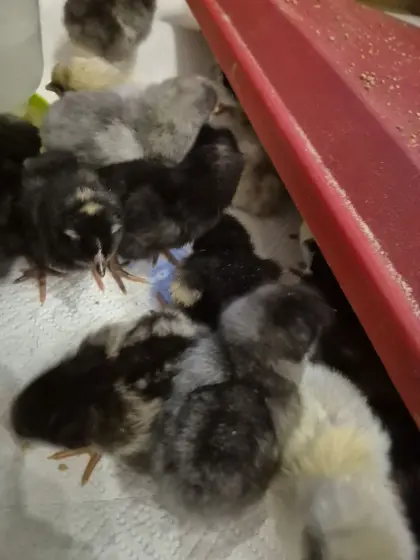 Küken Barnevelder, Marans und Buntleger