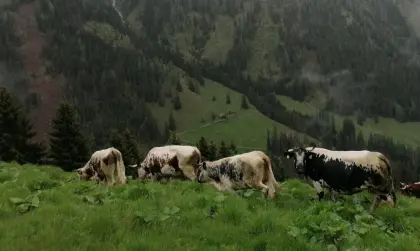 Pustertaler Sprinzen