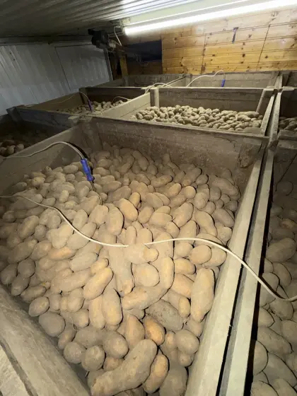 Speisekartoffel, Sorte Ditta, vorwiegend festkochend