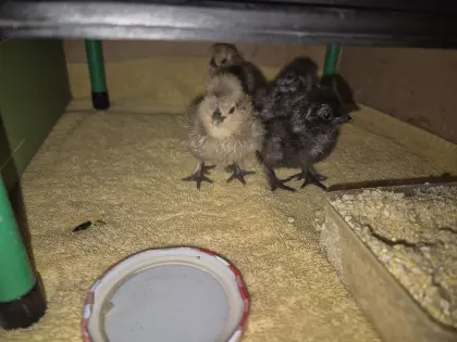 Seidenhühner Küken