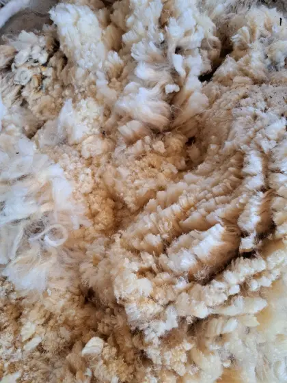 Schafwolle unbehandelt