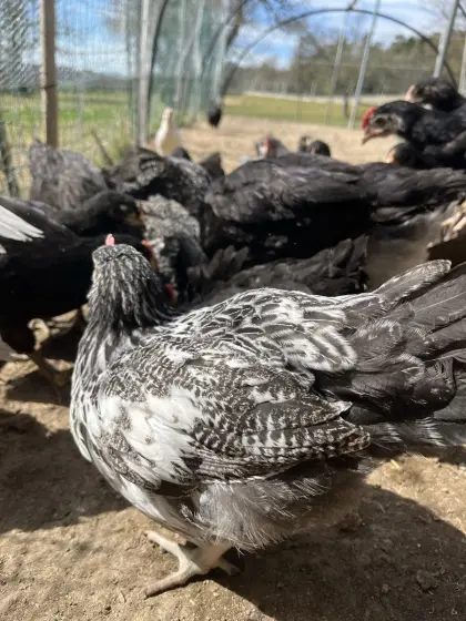 Junghennen von Großrassen