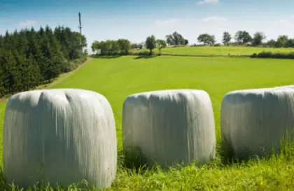 Siloballen aus 2025, 4 Stk.