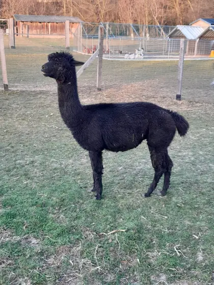 Alpaka Stute Schwarz